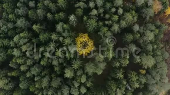 在绿林中飞过一棵孤独的黄树视频的预览图