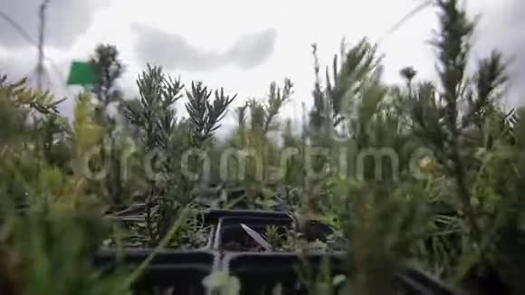 盆栽杉木树苗的特写视频的预览图