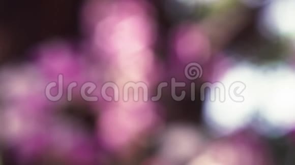 在植物园中在模糊的绿色自然背景下闪烁的粉红色兰花的明亮焦点拍摄夏季B视频的预览图