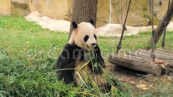 中国上海动物园珍稀可爱大熊猫吃竹茎视频的预览图