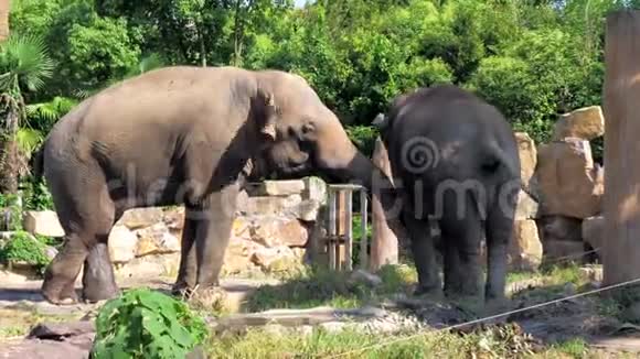 动物园里一头漂亮的大象野生动物园里的大象视频的预览图