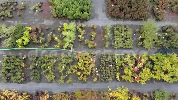 鸟瞰植物园出售生长苗视频的预览图