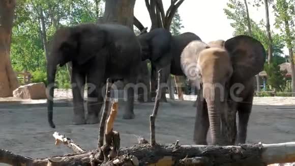 动物园里一头漂亮的大象野生动物园里的大象视频的预览图