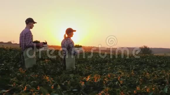 一对农民带着一盒盒蔬菜穿过田野在家庭农场收割视频的预览图
