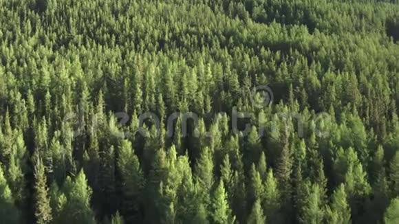 4K航拍一架飞机飞过一片美丽的绿色森林飞过树梢视频的预览图