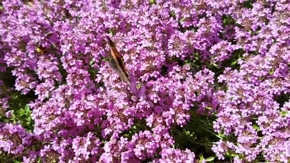 一只蝴蝶在阳光明媚的夏日从粉红色百里香丛中收集灰尘养蜂自然昆虫的概念视频的预览图