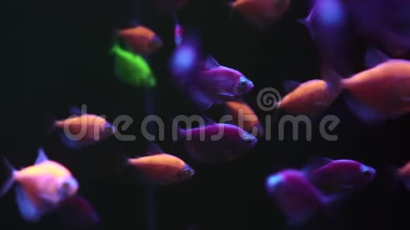 一群五颜六色的鱼在黑暗的水里游泳视频的预览图