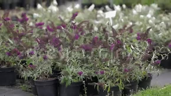 有紫色和白色花的斑点植物园艺视频的预览图