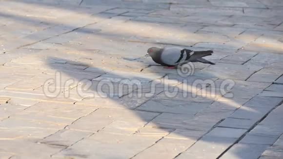 在土耳其伊兹密尔市的人行道上喂食慢动作鸽子前面的风景视频的预览图