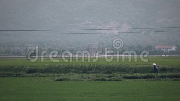 越南农民在稻田里工作视频的预览图