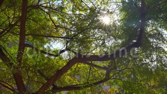 树枝翠叶近阳阳光透过树叶照耀视频的预览图
