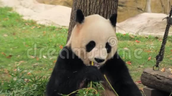 中国上海动物园珍稀可爱大熊猫吃竹茎视频的预览图