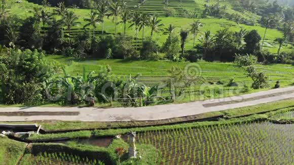 在印度尼西亚巴厘岛的Jatiluwih水稻梯田上空中无人机可以看到令人惊叹的景观稻田和绿色植物之间的道路视频的预览图