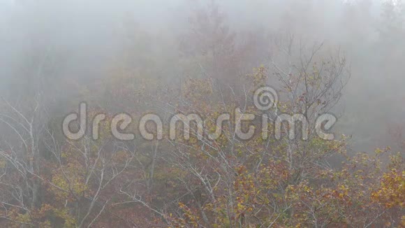 寒冷的一天雾天秋榉林视频的预览图