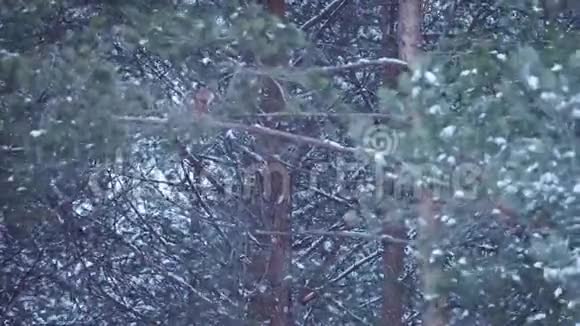 松林在阴沉的冬季风日视频的预览图