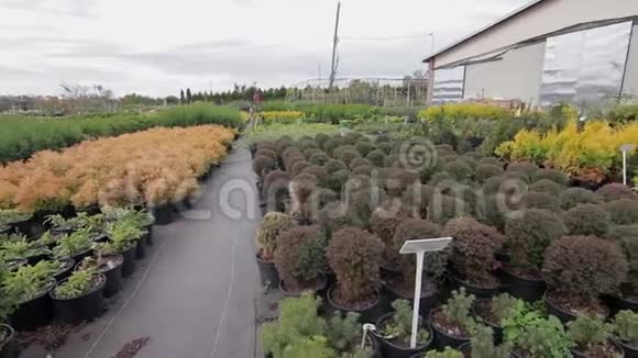 盆栽不同植物的温室视频的预览图