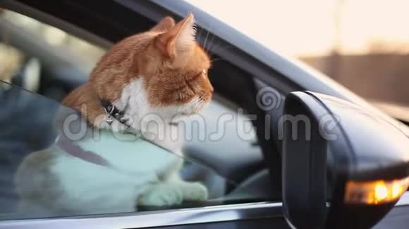 红猫的肖像看着车窗外视频的预览图