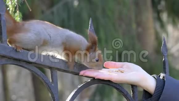 松鼠与人的友谊城市公园松鼠信任人吃人手里的坚果视频的预览图