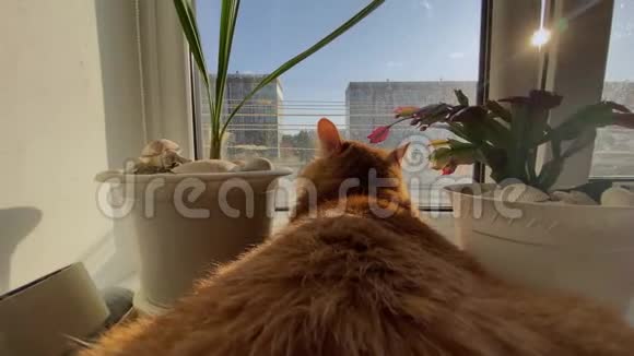 后观红白色橘猫卧近窗花家视频的预览图