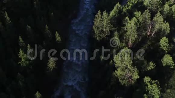 航拍在松林中飞过江面森林景观4K视频的预览图