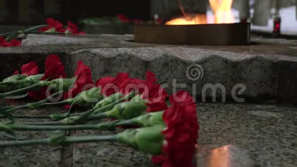 红色康乃馨由永恒的火焰视频的预览图
