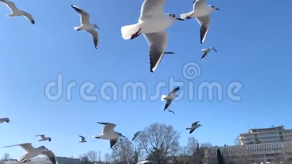 天空中的一群海鸥视频的预览图