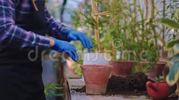 专心致志的辛勤园丁带着蓝色手套在一个宽敞的大锅里种植一种装饰性的植物视频的预览图