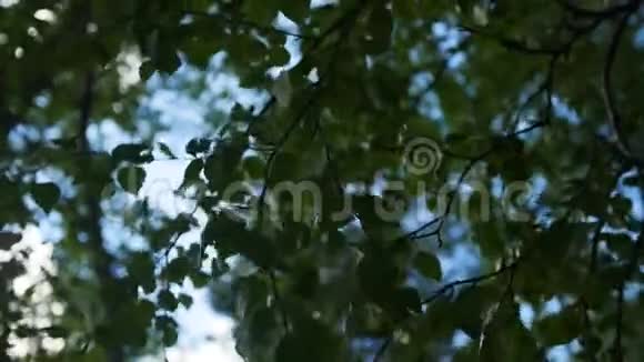一片绿叶映衬着蓝天桦树的叶子在风的影响下移动视频的预览图