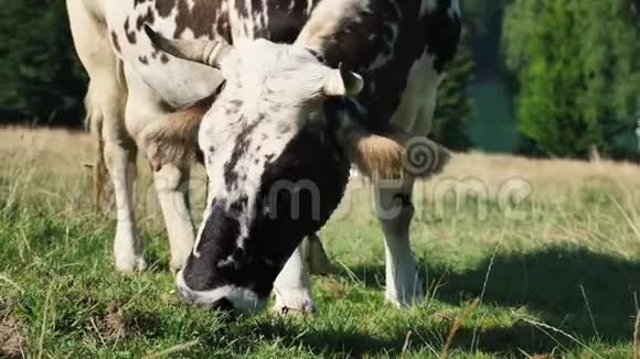 吃草的母牛靠近视频的预览图