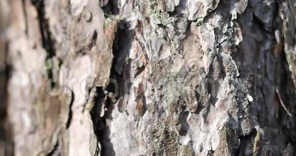 森林树干松树树皮纹理海边松柏特写晴天松树树皮的美丽景色莫莫视频的预览图