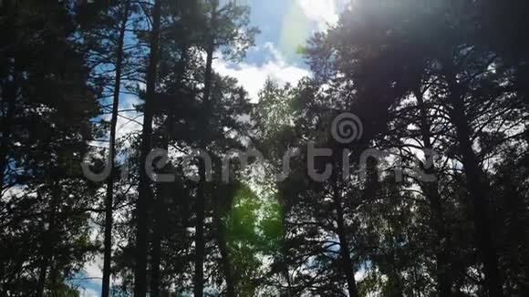 绿色森林的垂直全景图底角视频的预览图