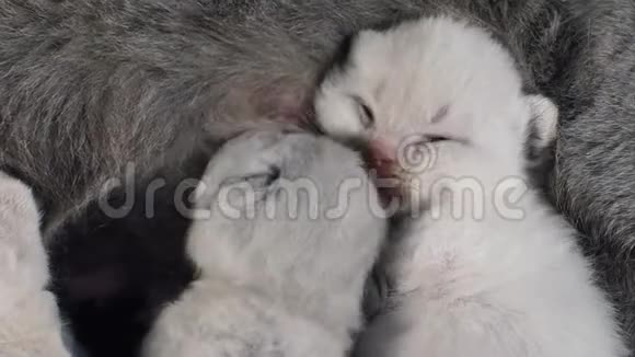 小猫给妈妈喂奶视频的预览图