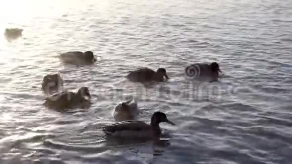 河上的野鸭视频的预览图