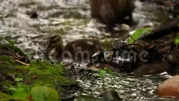 小鸭子在小溪里视频的预览图