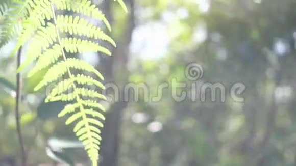 蕨叶离焦和深林背景视频的预览图
