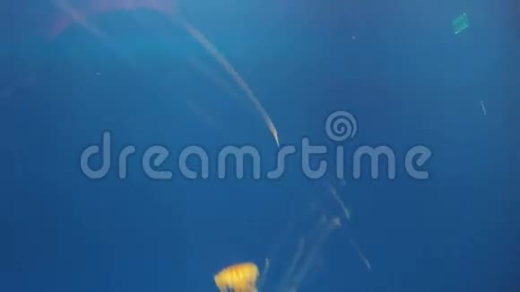 水母在蓝色的水里视频的预览图