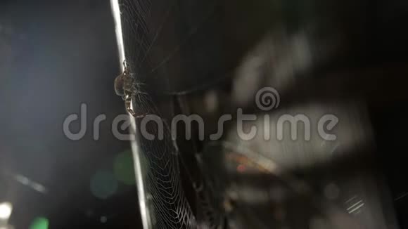蜘蛛网和太阳光视频的预览图