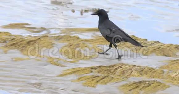 美洲乌鸦乌鸦沿着海岸走4K视频的预览图