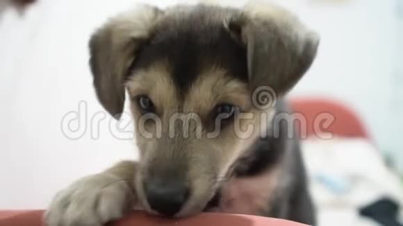 可爱有趣的小狗在沙发上家里小狗的新可爱成员宠物护理和动物概念视频的预览图