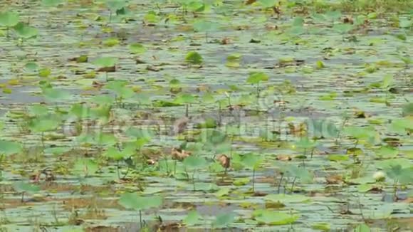 带着莲叶鸟的河水从水面上消失视频的预览图