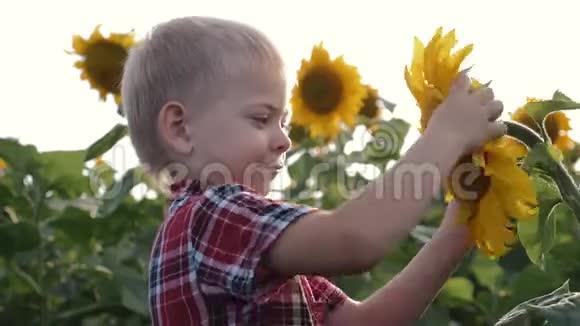 一个可爱的男孩捧着一朵黄色的向日葵花吸入芬芳在田里干活的金发农民男孩视频的预览图