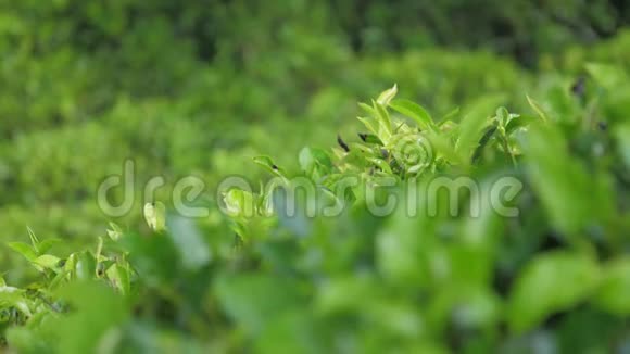绿茶叶长在灌木丛中与一望无际的种植园对峙视频的预览图
