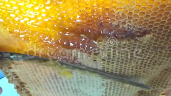 刀的特写在蜂巢框架上用蜂蜜打开蜂巢蜂蜜生产技术和人工加工视频的预览图