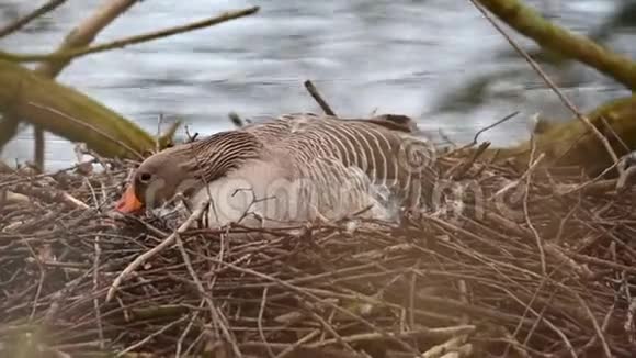 一只灰鹅坐在它的巢上保护鸡蛋视频的预览图