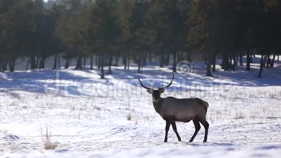 冬天森林里的鹿视频的预览图