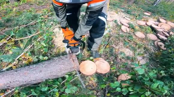 伐木工人把一棵松树锯成圆形视频的预览图