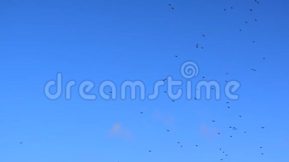 许多蚊子在蓝天的背景下飞翔慢动作录像视频的预览图