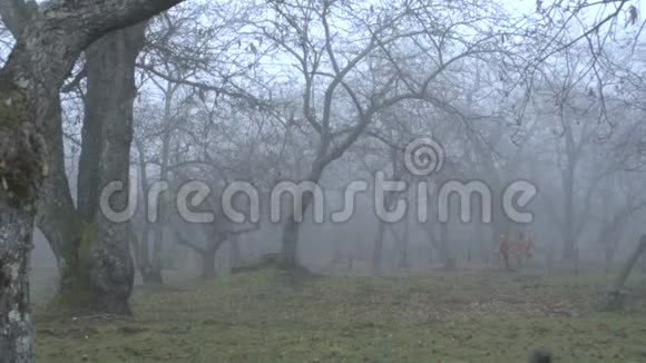 雾通过雪子树SF视频的预览图