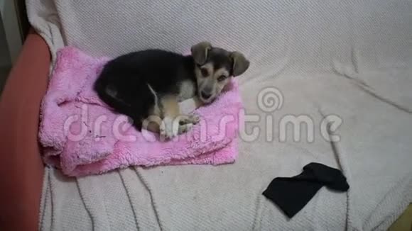 沙发上可爱小狗的滑稽肖像家里小狗的新可爱成员宠物护理和动物概念视频的预览图