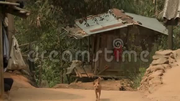 一只狗沿着村道走视频的预览图